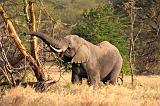 TANZANIA - Serengeti National Park - Lobo - 02